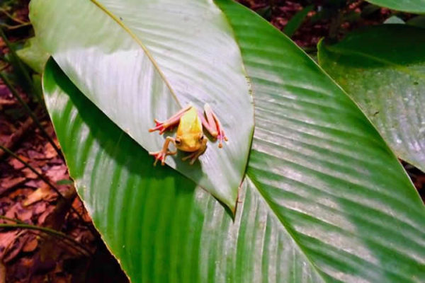 tropical frog