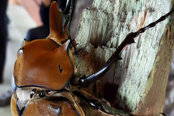 giant beetle